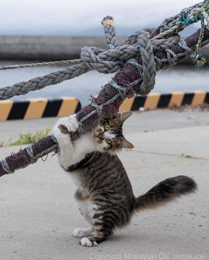 60 Photos Showing The Funny, Sweet, And Quirky Lives Of Japan&#8217;s Street Cats