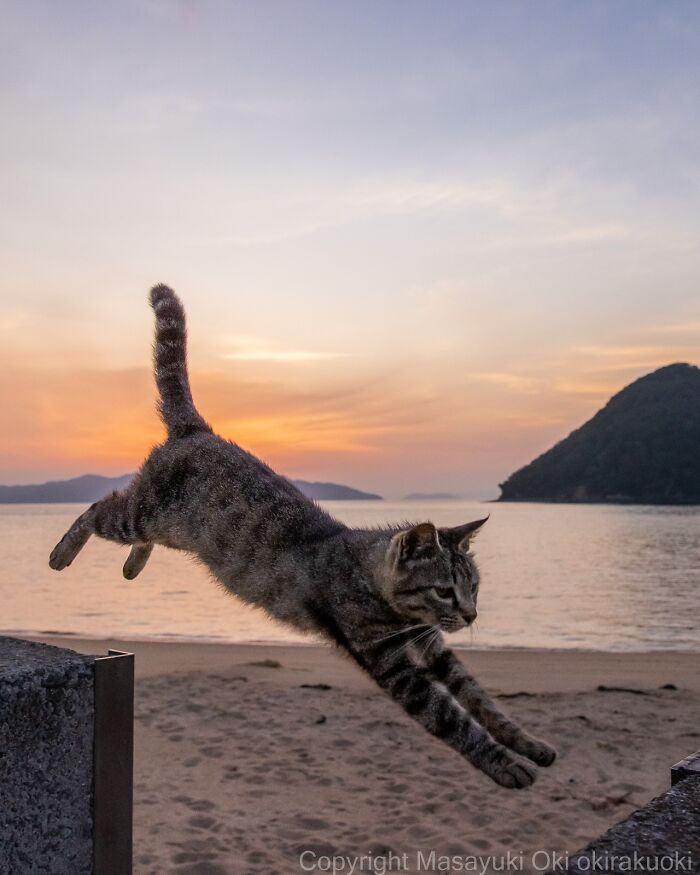 60 Photos Showing The Funny, Sweet, And Quirky Lives Of Japan&#8217;s Street Cats