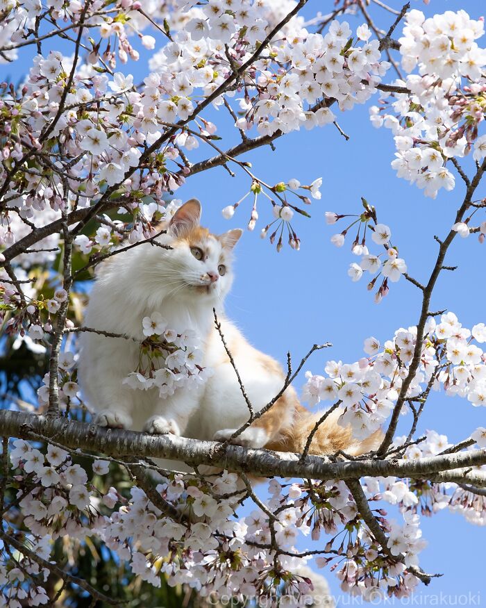 60 Photos Showing The Funny, Sweet, And Quirky Lives Of Japan&#8217;s Street Cats