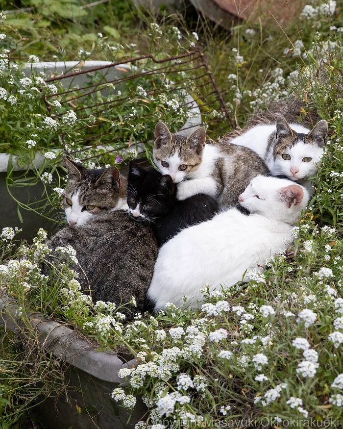 60 Photos Showing The Funny, Sweet, And Quirky Lives Of Japan&#8217;s Street Cats