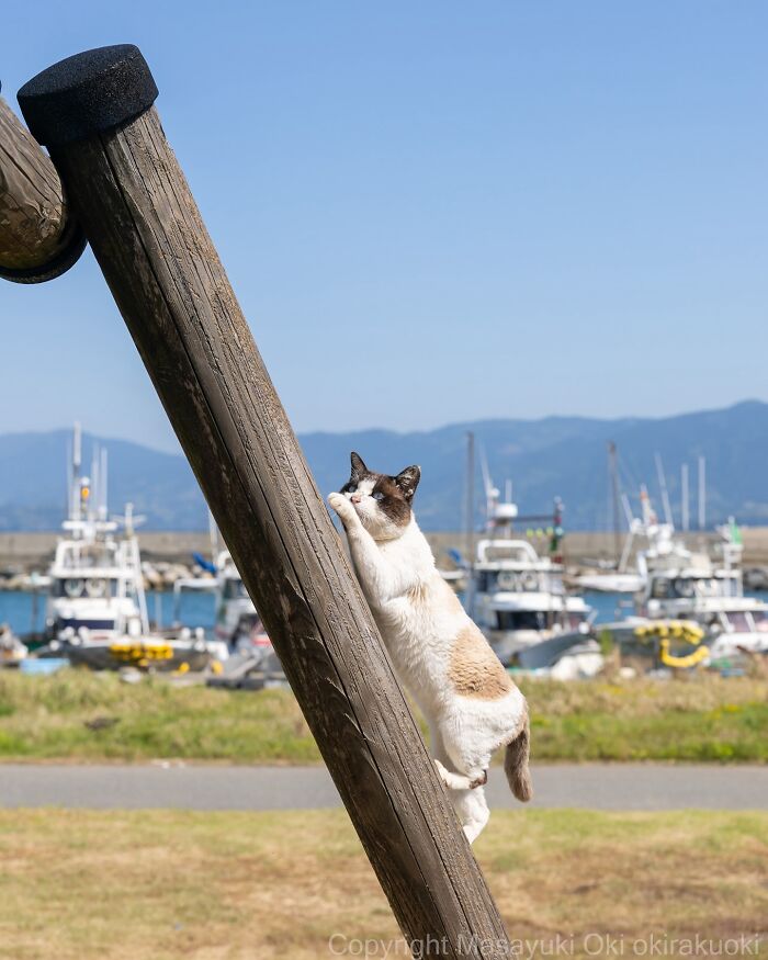 60 Photos Showing The Funny, Sweet, And Quirky Lives Of Japan&#8217;s Street Cats