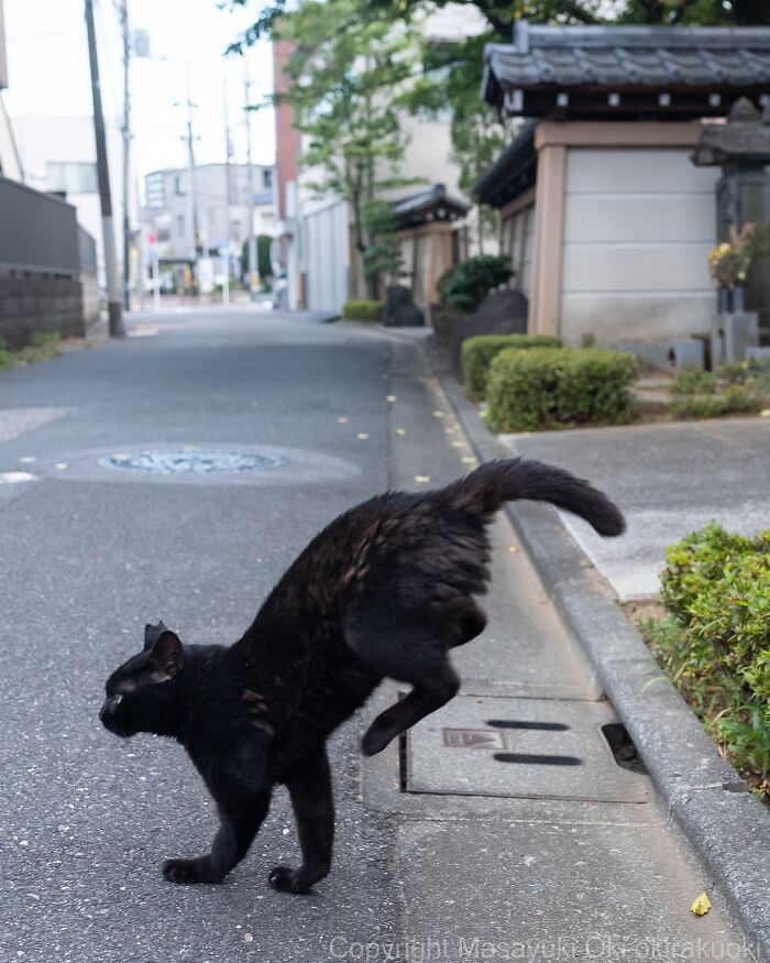 60 Photos Showing The Funny, Sweet, And Quirky Lives Of Japan&#8217;s Street Cats