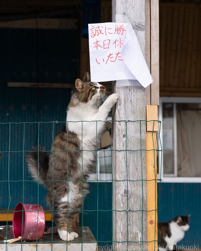 60 Photos Showing The Funny, Sweet, And Quirky Lives Of Japan&#8217;s Street Cats
