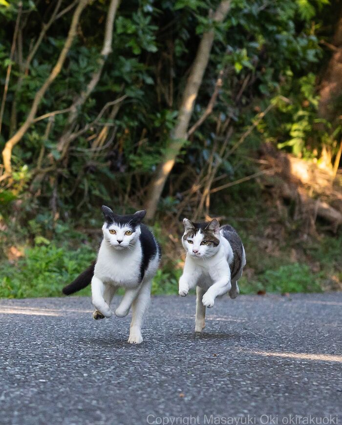 60 Photos Showing The Funny, Sweet, And Quirky Lives Of Japan&#8217;s Street Cats