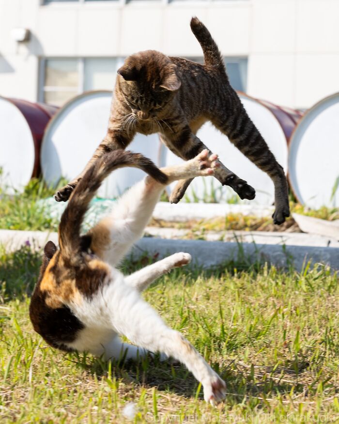 60 Photos Showing The Funny, Sweet, And Quirky Lives Of Japan&#8217;s Street Cats