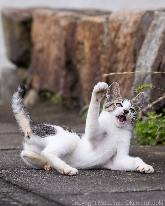 60 Photos Showing The Funny, Sweet, And Quirky Lives Of Japan&#8217;s Street Cats