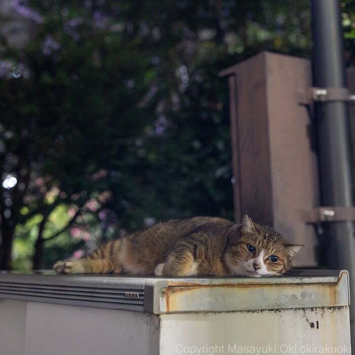 60 Photos Showing The Funny, Sweet, And Quirky Lives Of Japan&#8217;s Street Cats