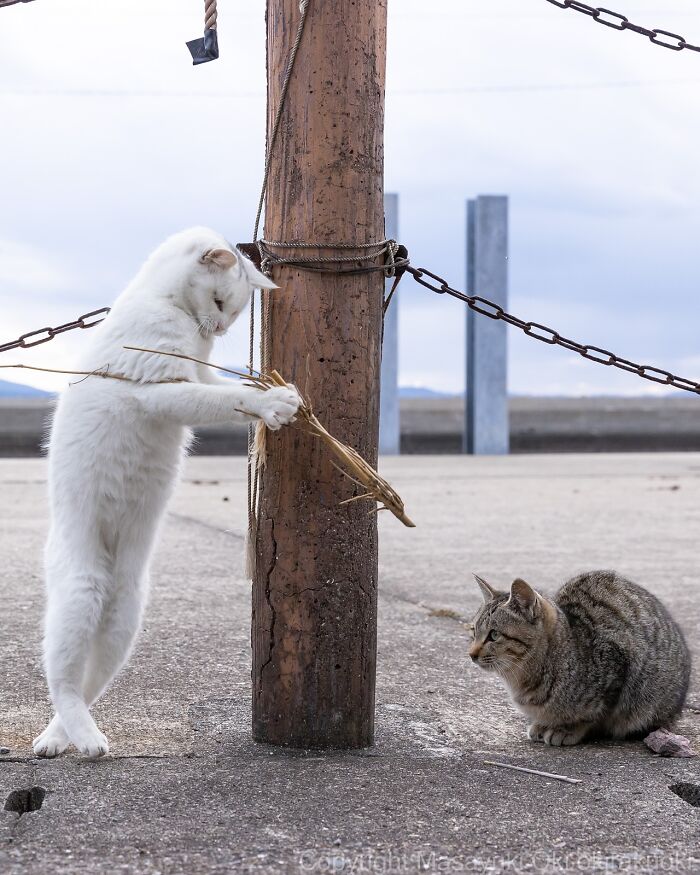 60 Photos Showing The Funny, Sweet, And Quirky Lives Of Japan&#8217;s Street Cats