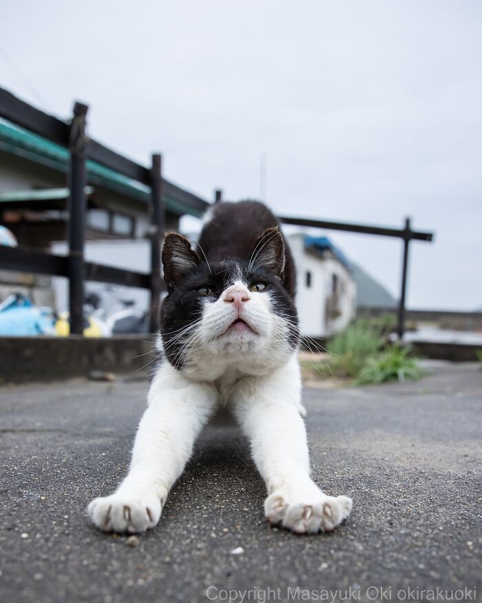 60 Photos Showing The Funny, Sweet, And Quirky Lives Of Japan&#8217;s Street Cats