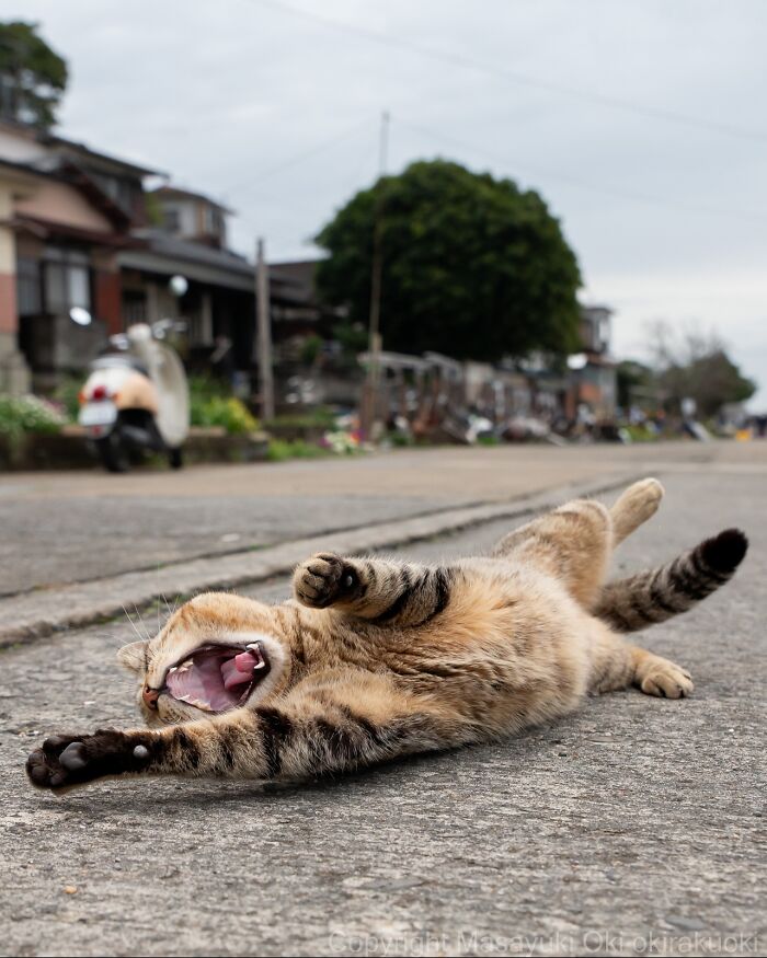 60 Photos Showing The Funny, Sweet, And Quirky Lives Of Japan&#8217;s Street Cats