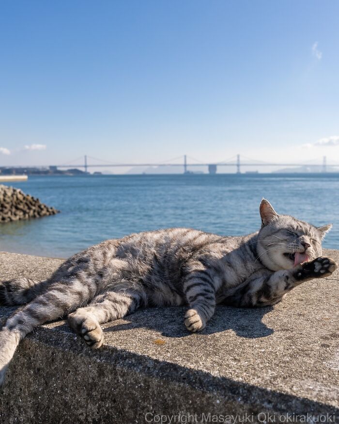 60 Photos Showing The Funny, Sweet, And Quirky Lives Of Japan&#8217;s Street Cats