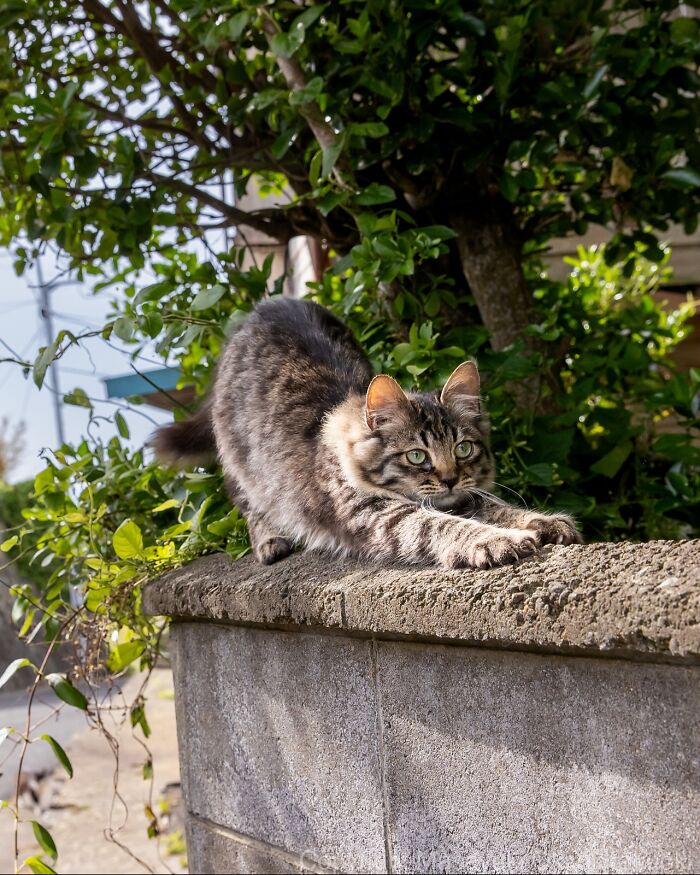 60 Photos Showing The Funny, Sweet, And Quirky Lives Of Japan&#8217;s Street Cats