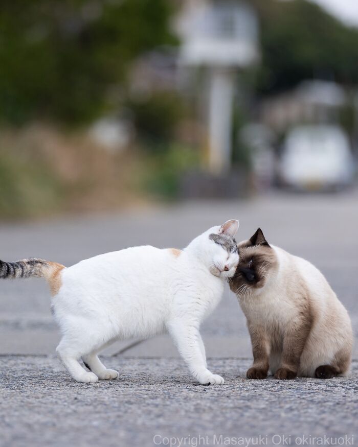 60 Photos Showing The Funny, Sweet, And Quirky Lives Of Japan&#8217;s Street Cats