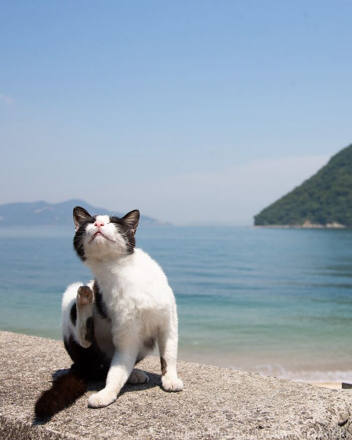 60 Photos Showing The Funny, Sweet, And Quirky Lives Of Japan&#8217;s Street Cats