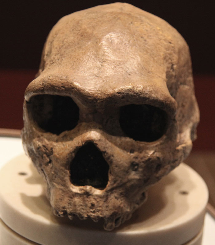 Mysterious &#8216;Petralona Man&#8217; Skull Found In Cave 60 Years Ago Baffles Experts After New Study