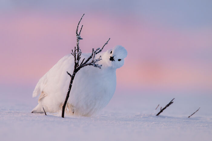 The 15 Most Heart-Melting Wildlife Moments I Was Lucky Enough To Capture
