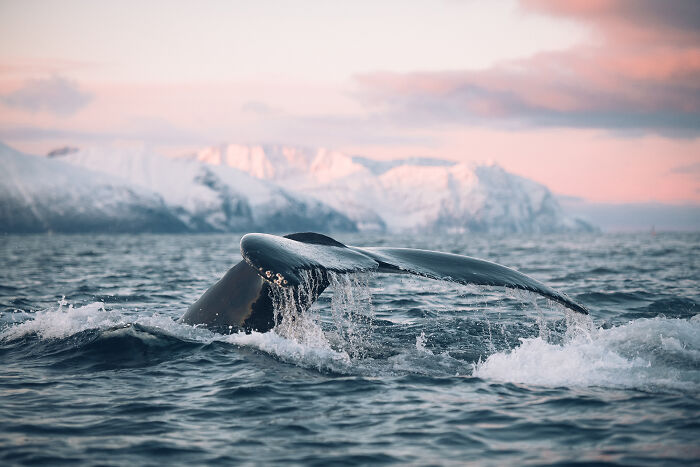 The 15 Most Heart-Melting Wildlife Moments I Was Lucky Enough To Capture