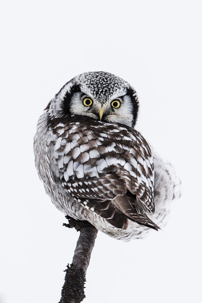 The 15 Most Heart-Melting Wildlife Moments I Was Lucky Enough To Capture