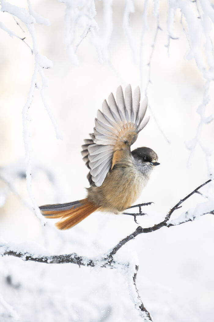 The 15 Most Heart-Melting Wildlife Moments I Was Lucky Enough To Capture