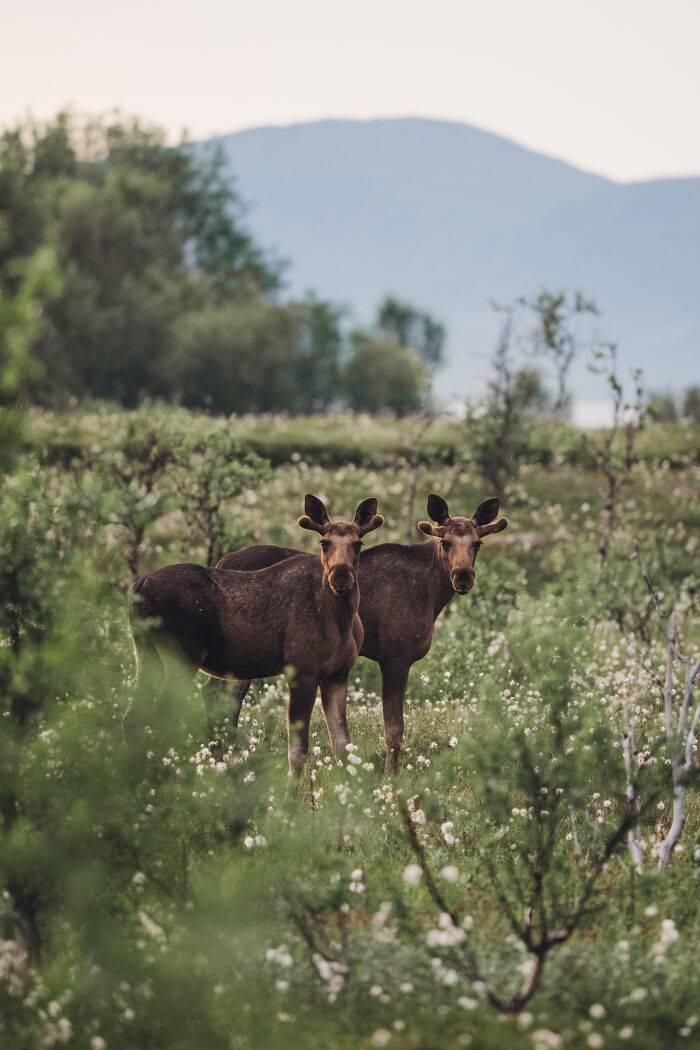 The 15 Most Heart-Melting Wildlife Moments I Was Lucky Enough To Capture
