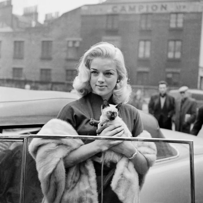 53 Vintage Cat Photos Featuring Celebrities, Historical Moments, And Pure Feline Magic