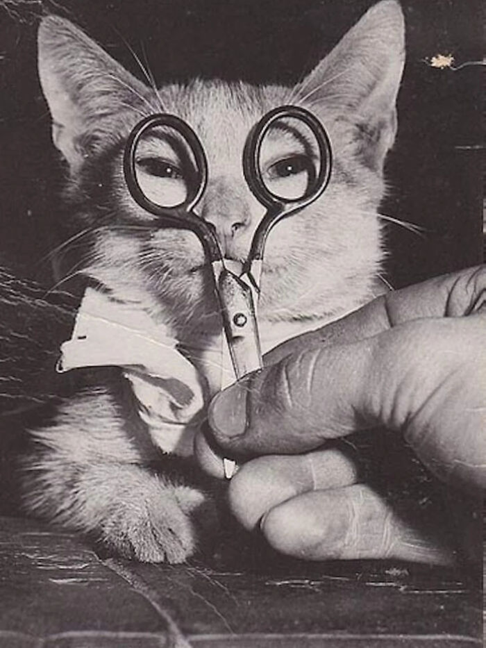 53 Vintage Cat Photos Featuring Celebrities, Historical Moments, And Pure Feline Magic