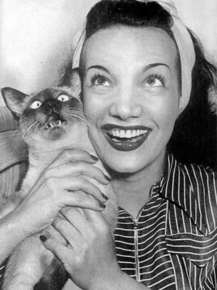 53 Vintage Cat Photos Featuring Celebrities, Historical Moments, And Pure Feline Magic