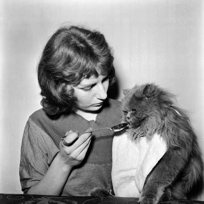 53 Vintage Cat Photos Featuring Celebrities, Historical Moments, And Pure Feline Magic