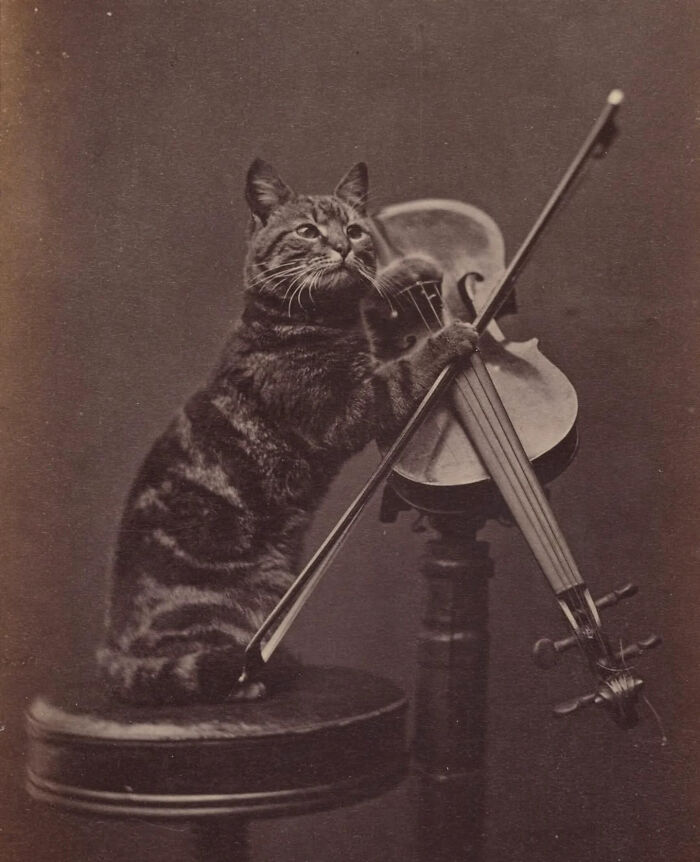 53 Vintage Cat Photos Featuring Celebrities, Historical Moments, And Pure Feline Magic