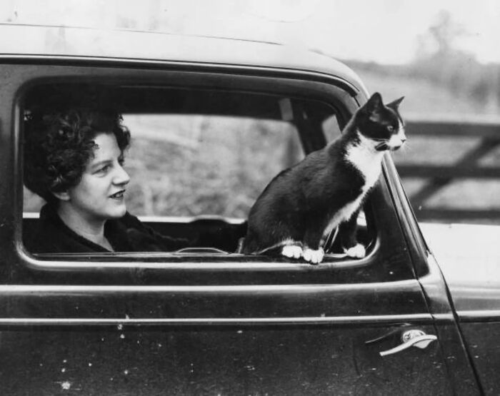 53 Vintage Cat Photos Featuring Celebrities, Historical Moments, And Pure Feline Magic