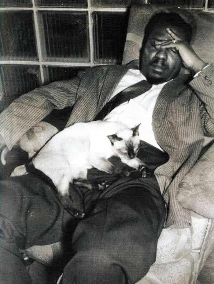 53 Vintage Cat Photos Featuring Celebrities, Historical Moments, And Pure Feline Magic