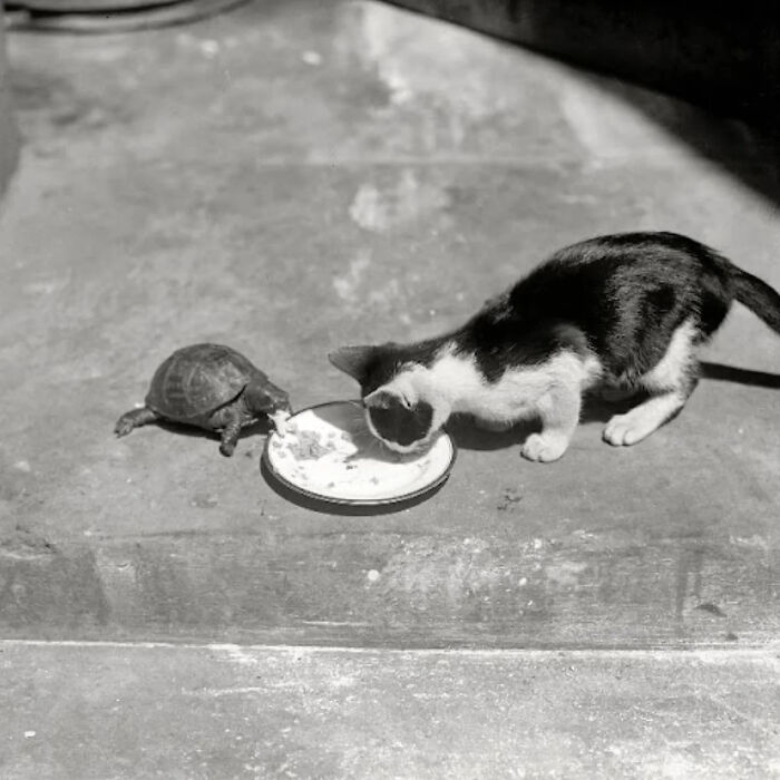 53 Vintage Cat Photos Featuring Celebrities, Historical Moments, And Pure Feline Magic