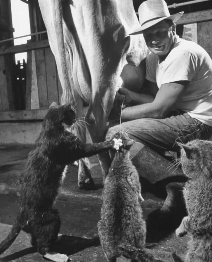 53 Vintage Cat Photos Featuring Celebrities, Historical Moments, And Pure Feline Magic