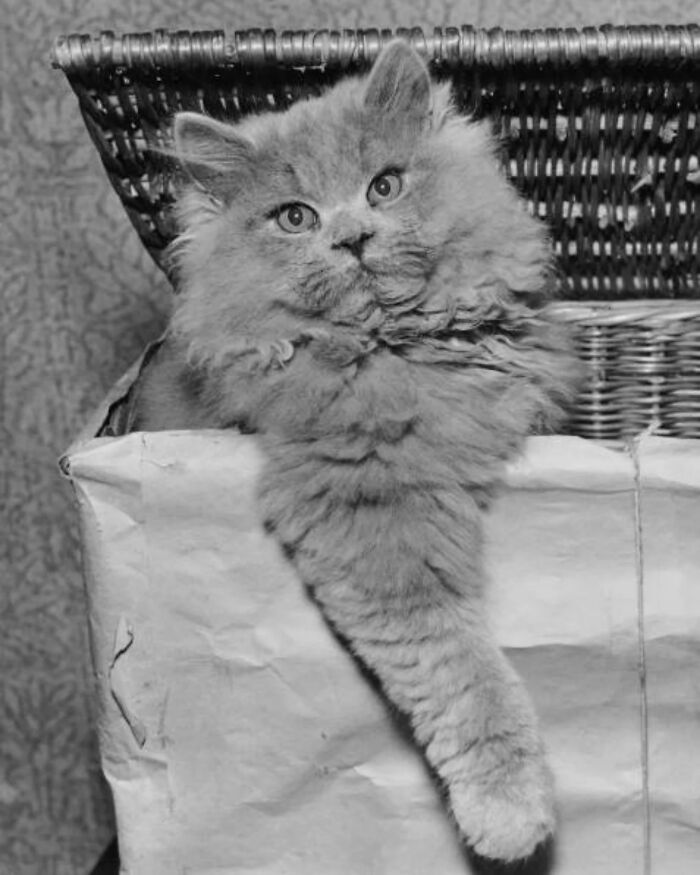 53 Vintage Cat Photos Featuring Celebrities, Historical Moments, And Pure Feline Magic