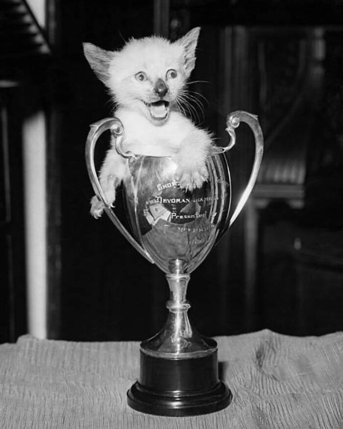 53 Vintage Cat Photos Featuring Celebrities, Historical Moments, And Pure Feline Magic