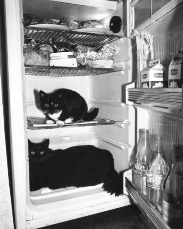 53 Vintage Cat Photos Featuring Celebrities, Historical Moments, And Pure Feline Magic