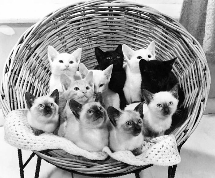 53 Vintage Cat Photos Featuring Celebrities, Historical Moments, And Pure Feline Magic