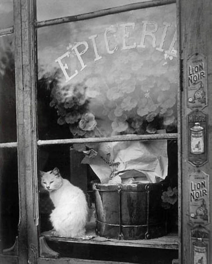 53 Vintage Cat Photos Featuring Celebrities, Historical Moments, And Pure Feline Magic