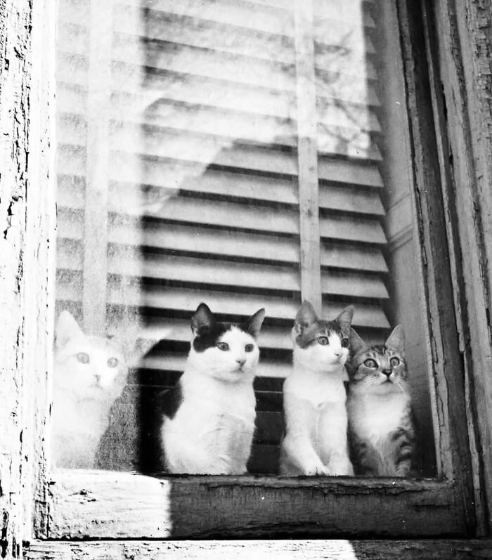 53 Vintage Cat Photos Featuring Celebrities, Historical Moments, And Pure Feline Magic
