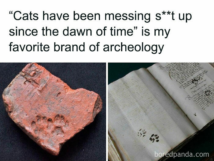 116 Cute Cat Paw Prints That Prove Cats Truly Don’t Care And Never Did