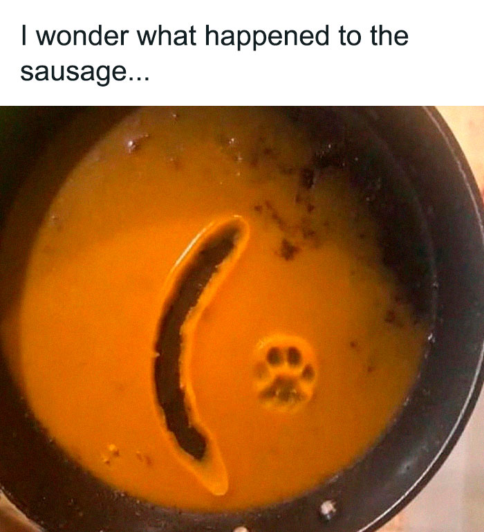 116 Cute Cat Paw Prints That Prove Cats Truly Don’t Care And Never Did
