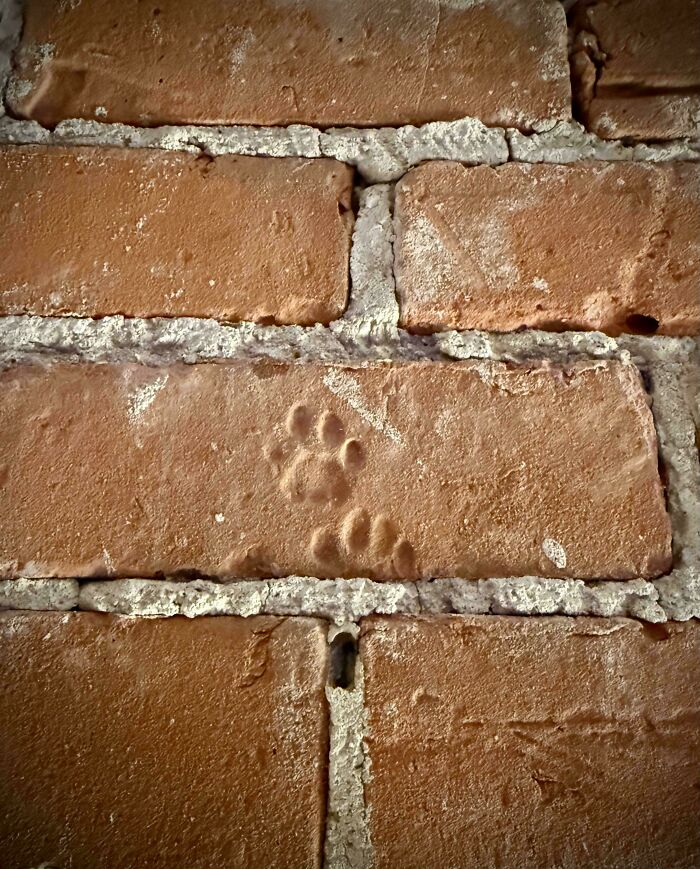 116 Cute Cat Paw Prints That Prove Cats Truly Don’t Care And Never Did