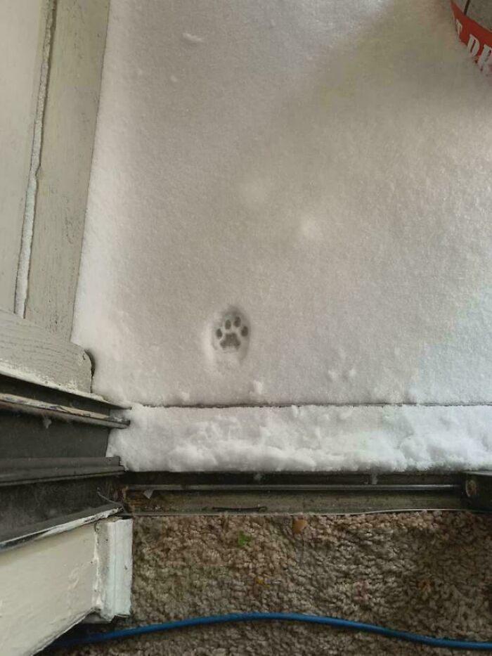 116 Cute Cat Paw Prints That Prove Cats Truly Don’t Care And Never Did