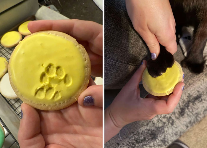116 Cute Cat Paw Prints That Prove Cats Truly Don’t Care And Never Did