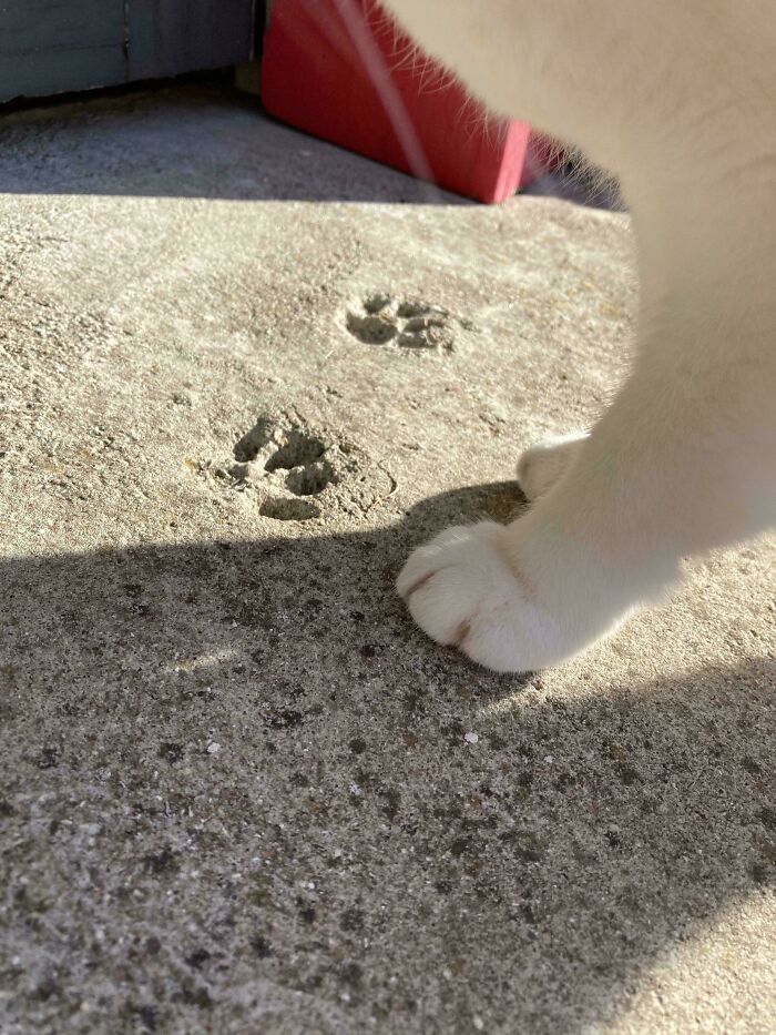 116 Cute Cat Paw Prints That Prove Cats Truly Don’t Care And Never Did