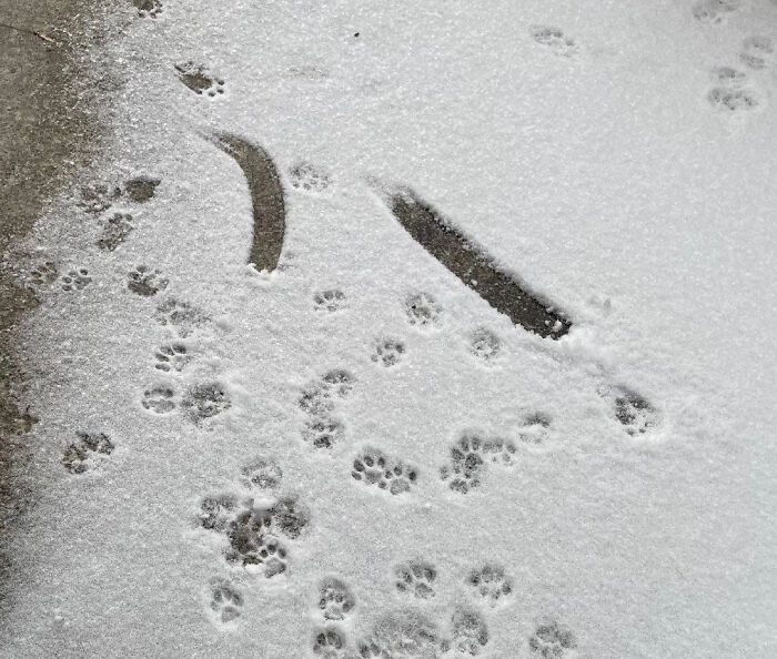 116 Cute Cat Paw Prints That Prove Cats Truly Don’t Care And Never Did