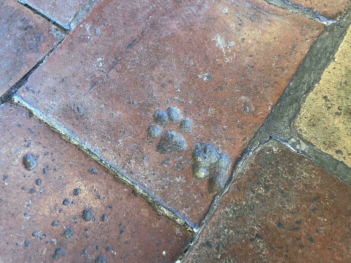 116 Cute Cat Paw Prints That Prove Cats Truly Don’t Care And Never Did
