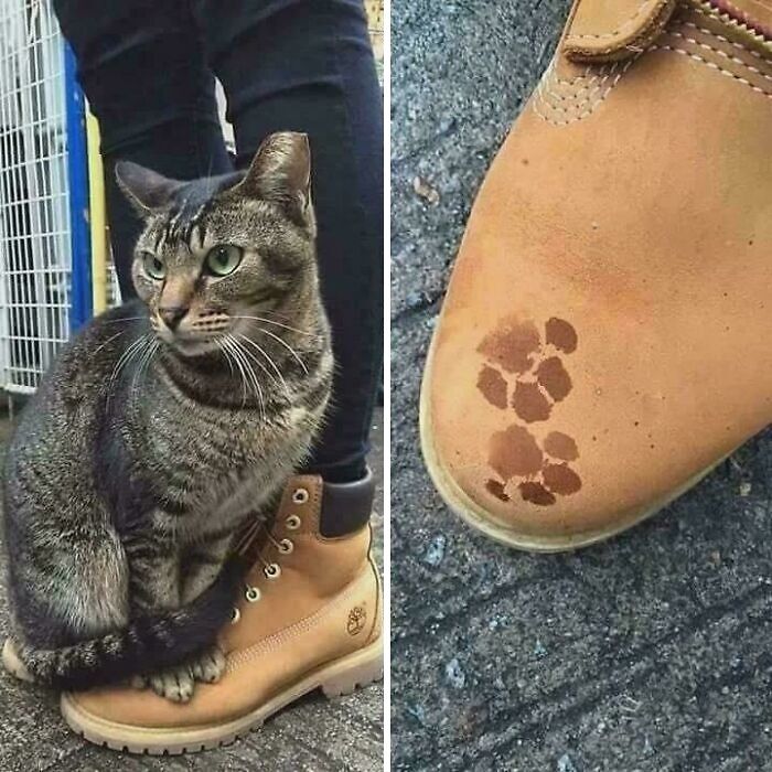 116 Cute Cat Paw Prints That Prove Cats Truly Don’t Care And Never Did