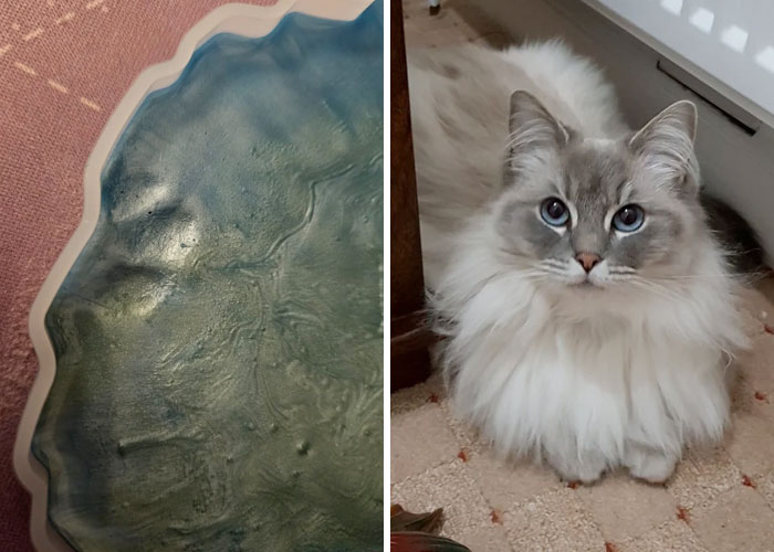 116 Cute Cat Paw Prints That Prove Cats Truly Don’t Care And Never Did