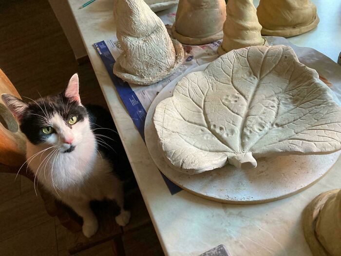 116 Cute Cat Paw Prints That Prove Cats Truly Don’t Care And Never Did